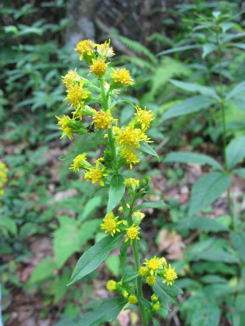 Roan Mountain Goldenrod photo 6