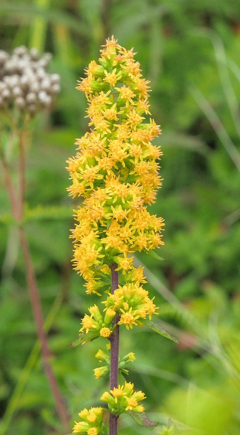 Roan Mountain Goldenrod photo 7