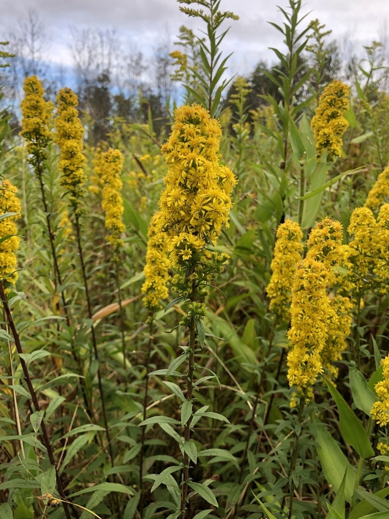 Roan Mountain Goldenrod photo 8