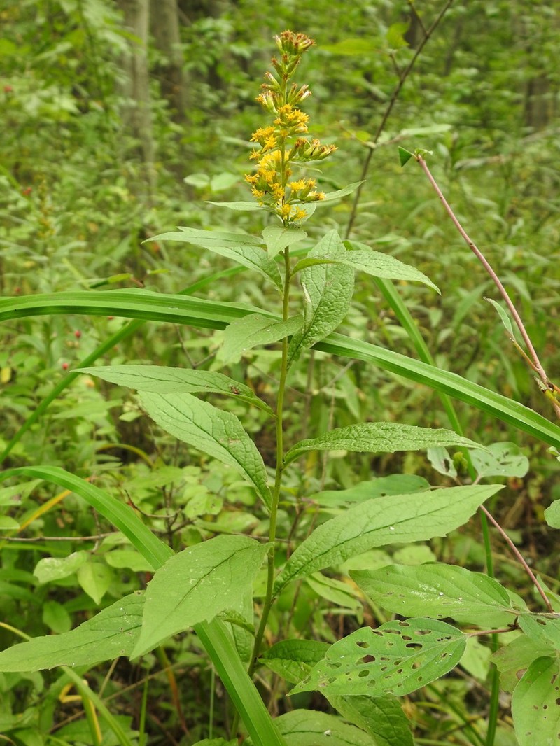 Wrinkleleaf Goldenrod photo 5