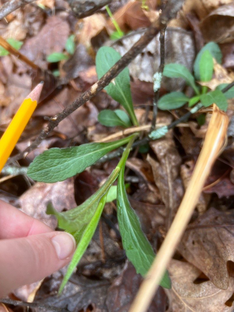 Wrinkleleaf Goldenrod photo 7