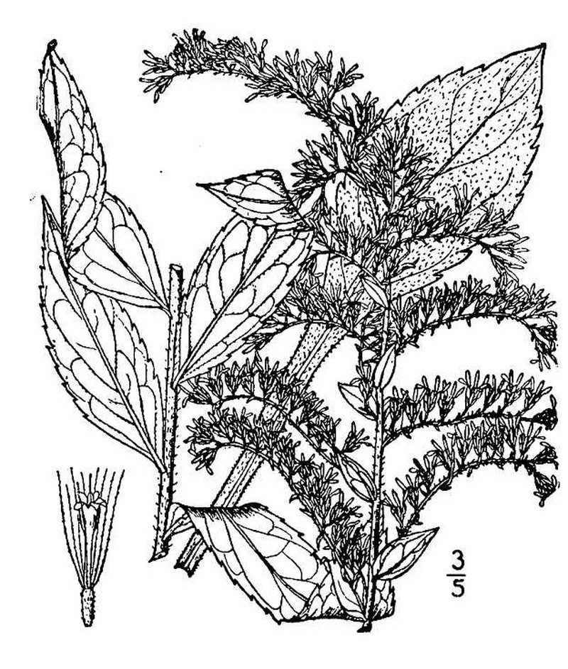 Wrinkleleaf Goldenrod photo 3