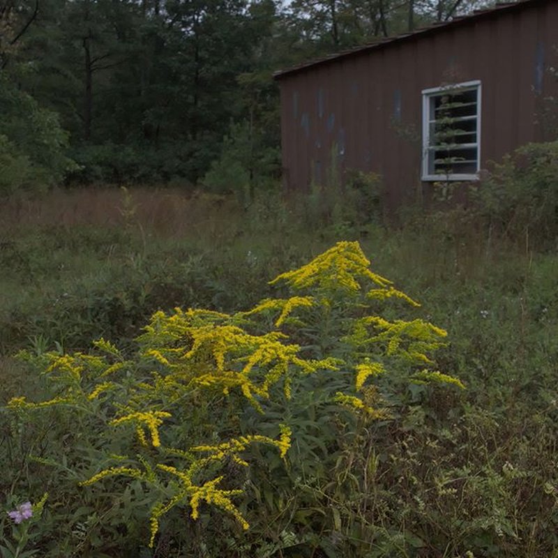 Wrinkleleaf Goldenrod photo 6