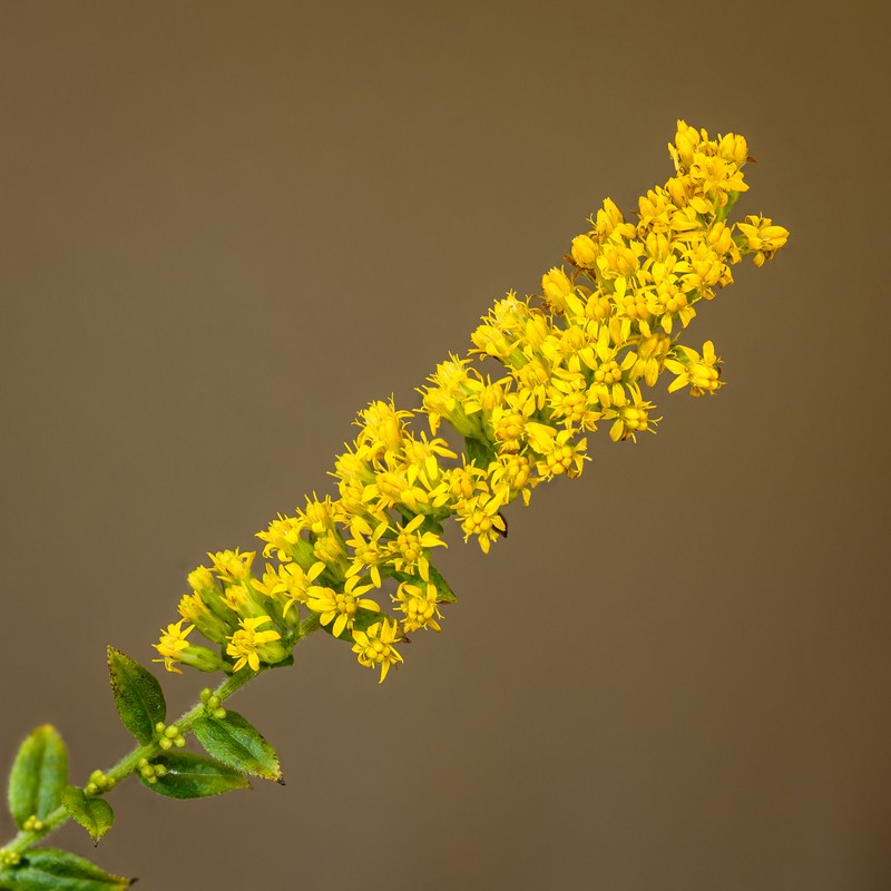 Wrinkleleaf Goldenrod photo 2