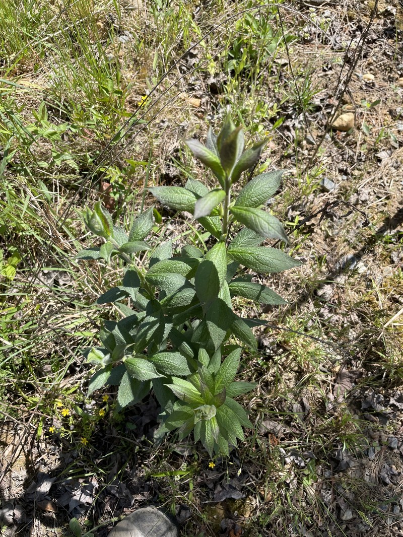Solidago rugosa var. aspera
