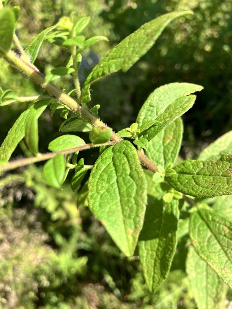Solidago rugosa var. aspera photo 2