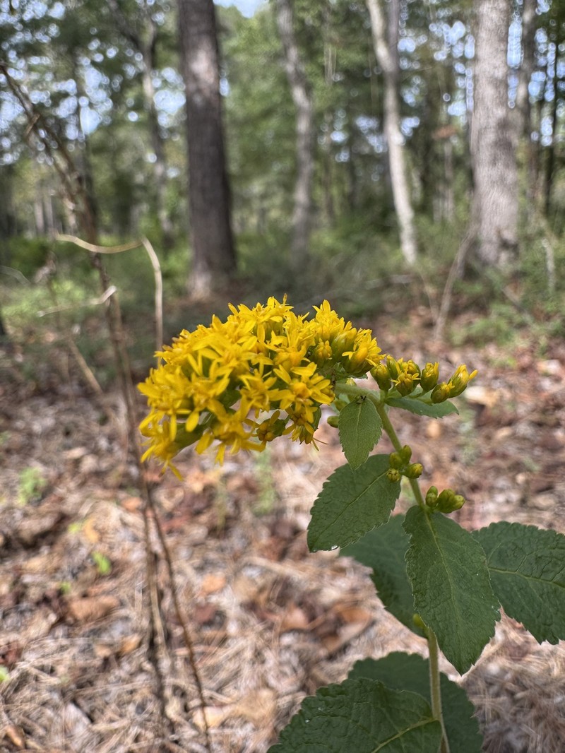 Solidago rugosa var. aspera photo 3