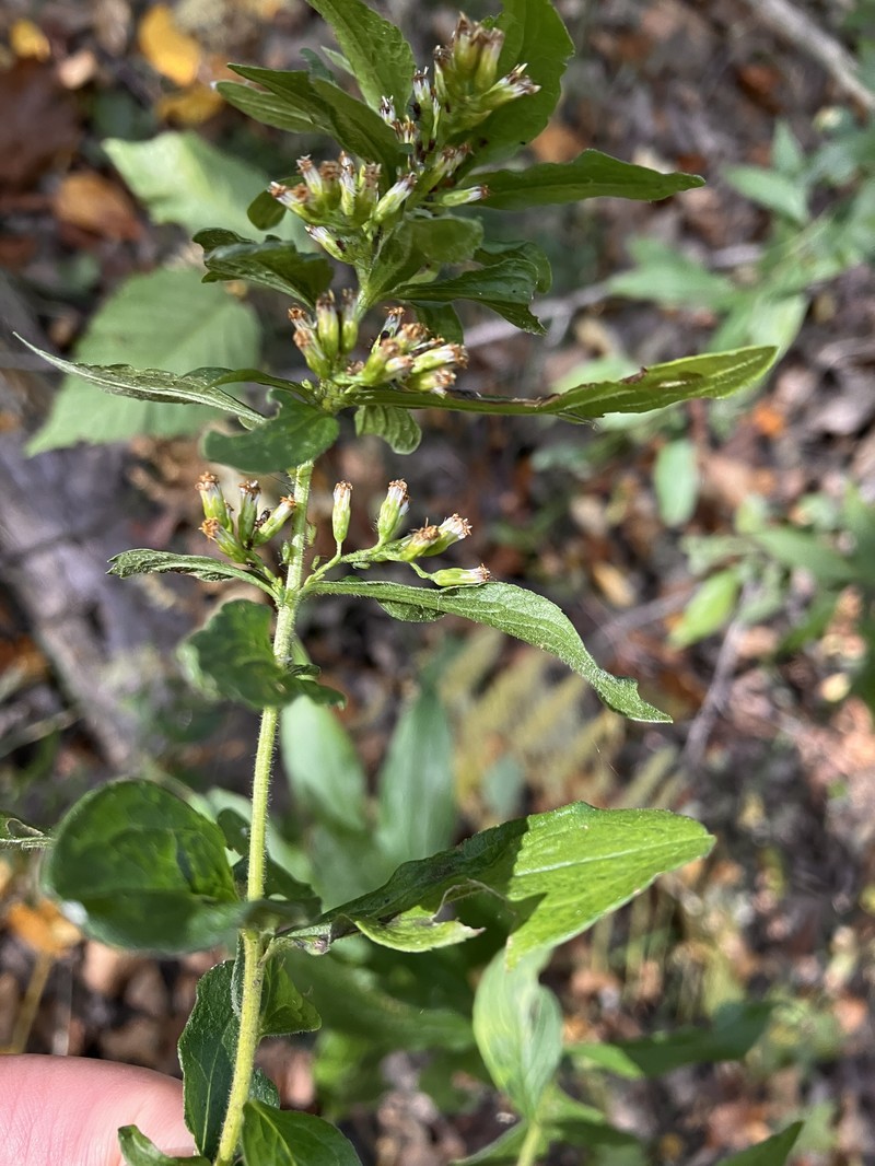 Solidago rugosa var. aspera photo 4