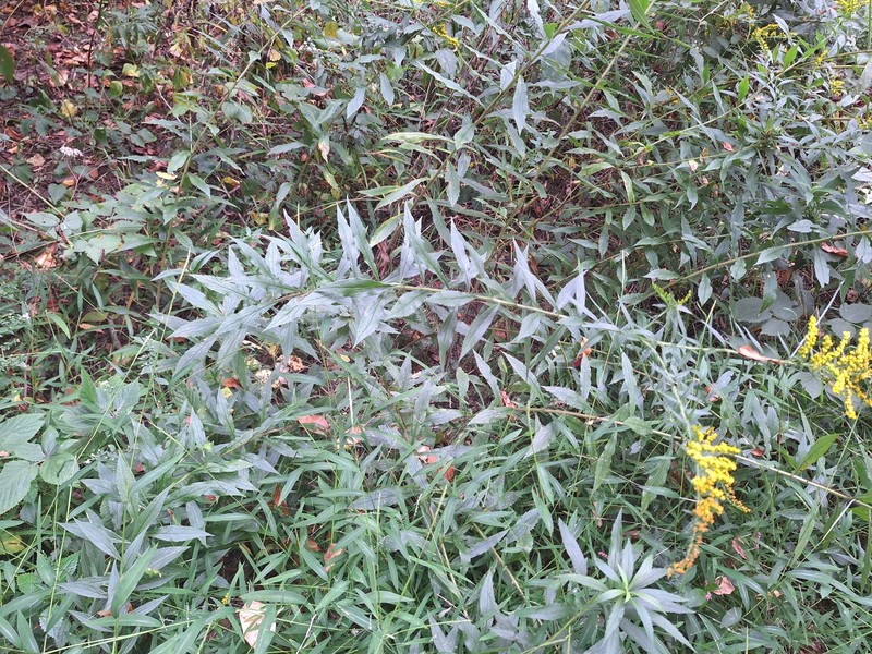 Solidago rugosa var. aspera photo 6