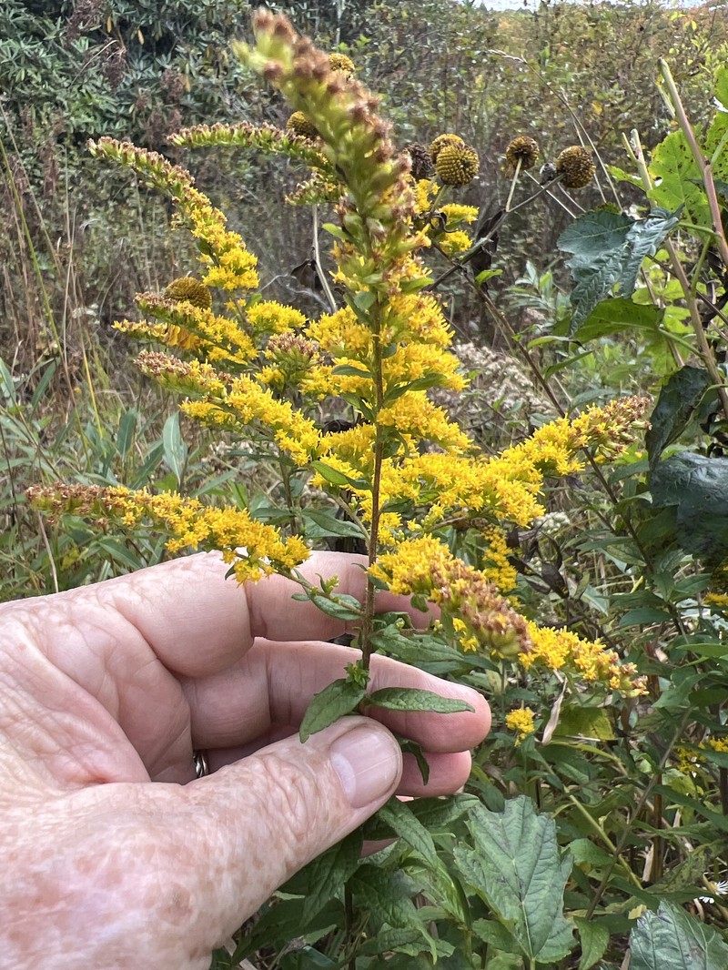 Solidago rugosa var. aspera photo 7