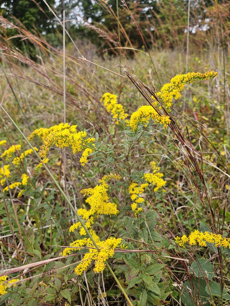 Solidago rugosa var. aspera photo 8