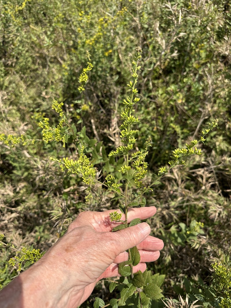 Solidago rugosa var. celtidifolia photo 2