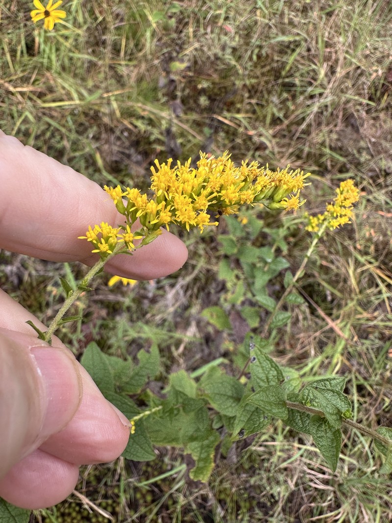 Solidago rugosa var. celtidifolia photo 3