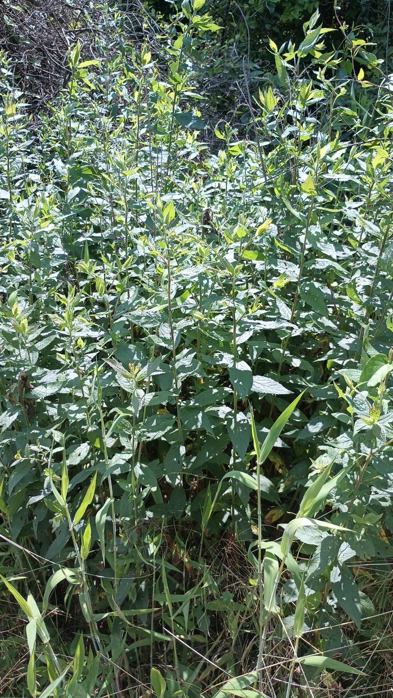 Solidago rugosa var. celtidifolia photo 5