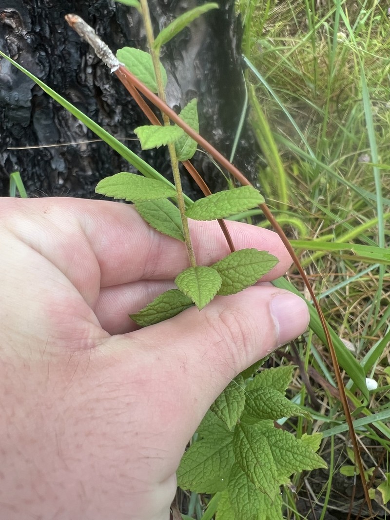 Solidago rugosa var. celtidifolia photo 6