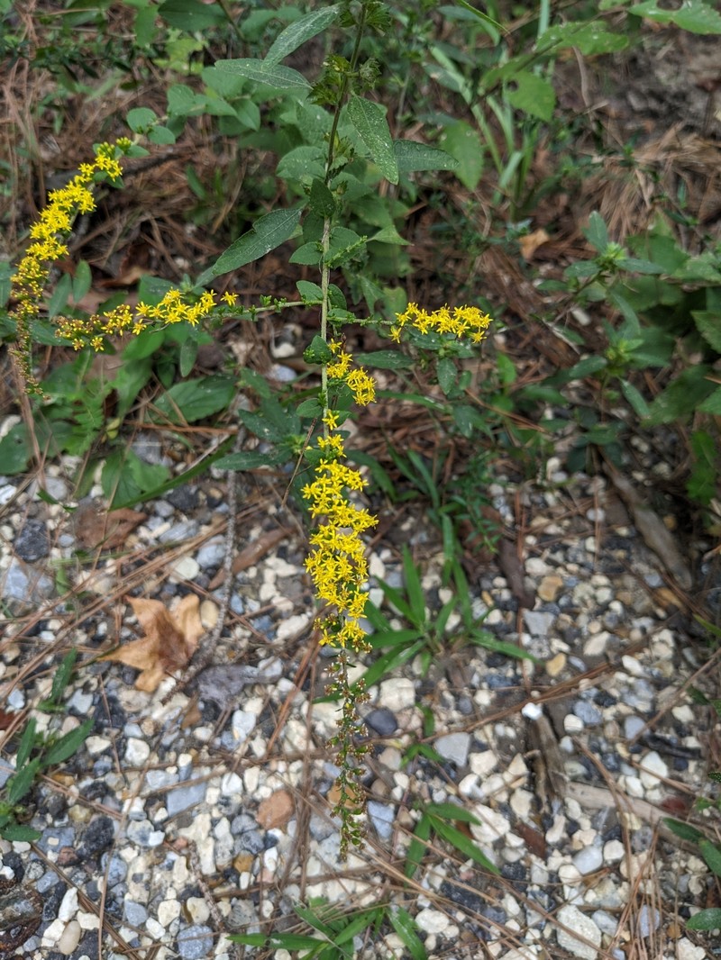 Solidago rugosa var. celtidifolia photo 7