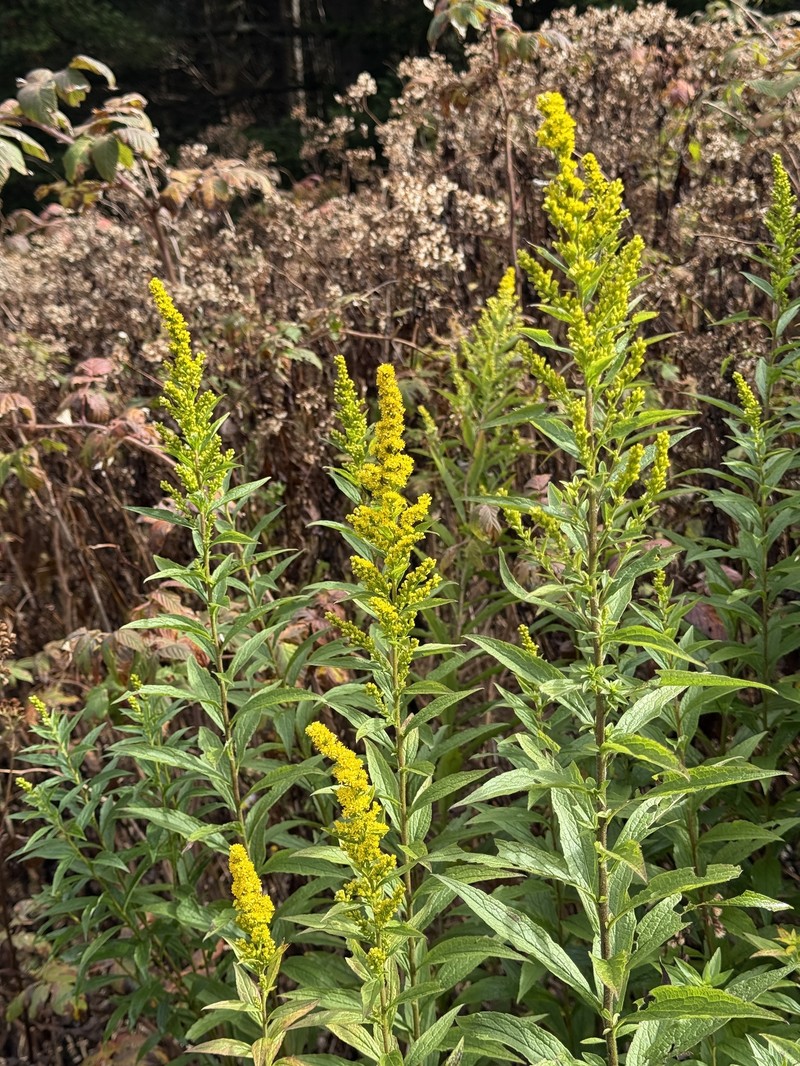 Solidago rugosa var. cronquistiana