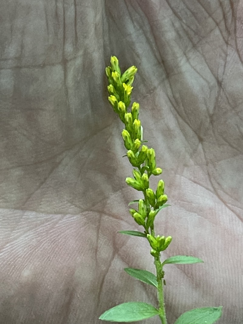 Solidago rugosa var. cronquistiana photo 2