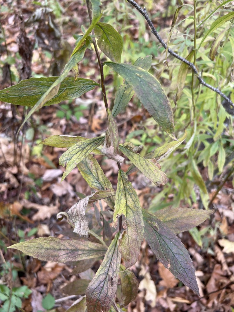 Solidago rugosa var. cronquistiana photo 3