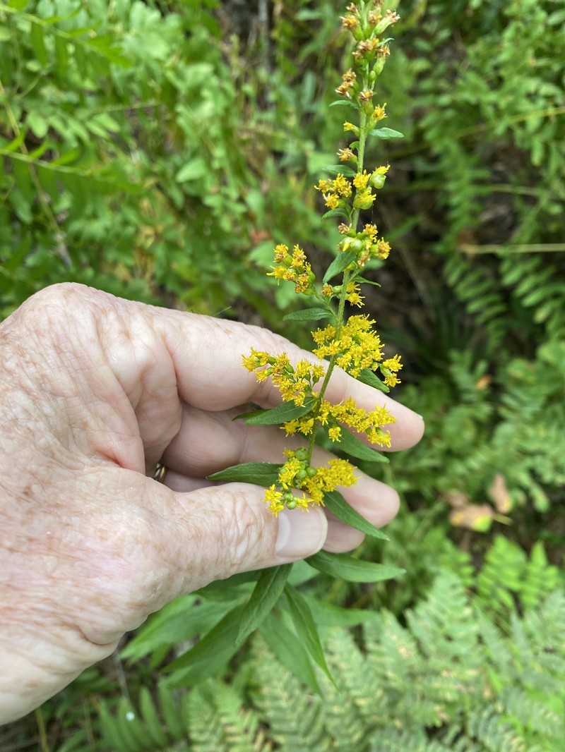 Solidago rugosa var. cronquistiana photo 4