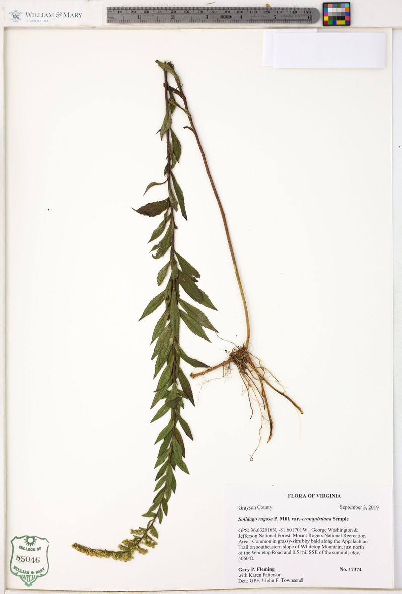Solidago rugosa var. cronquistiana photo 6