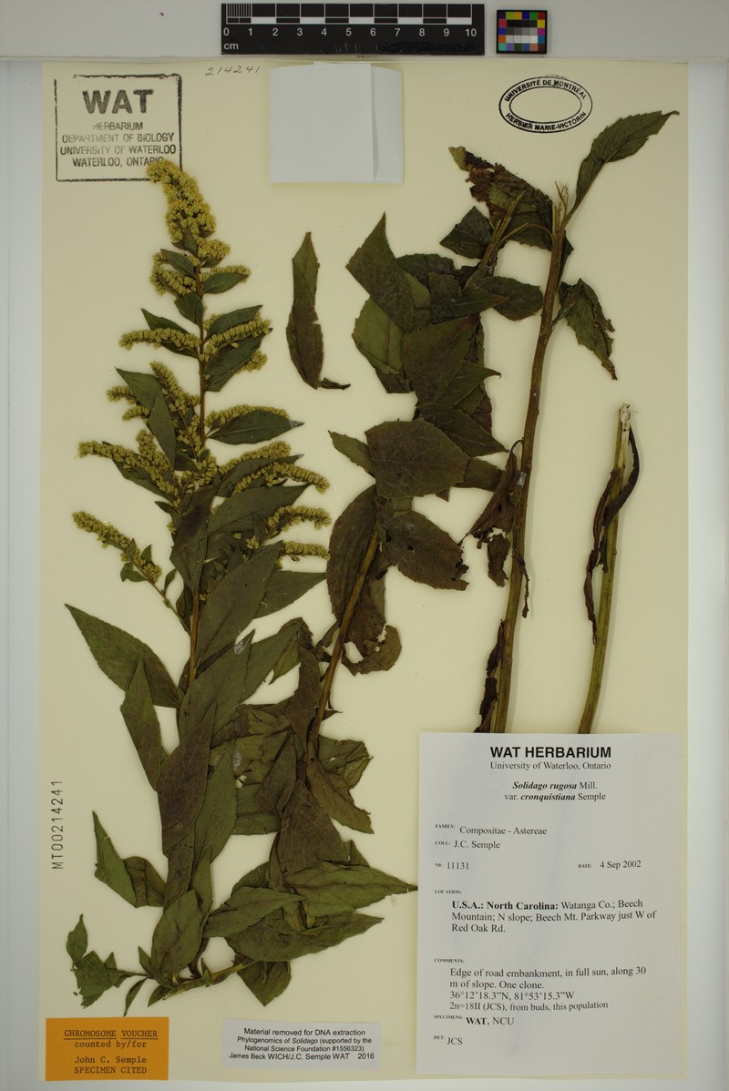 Solidago rugosa var. cronquistiana photo 8