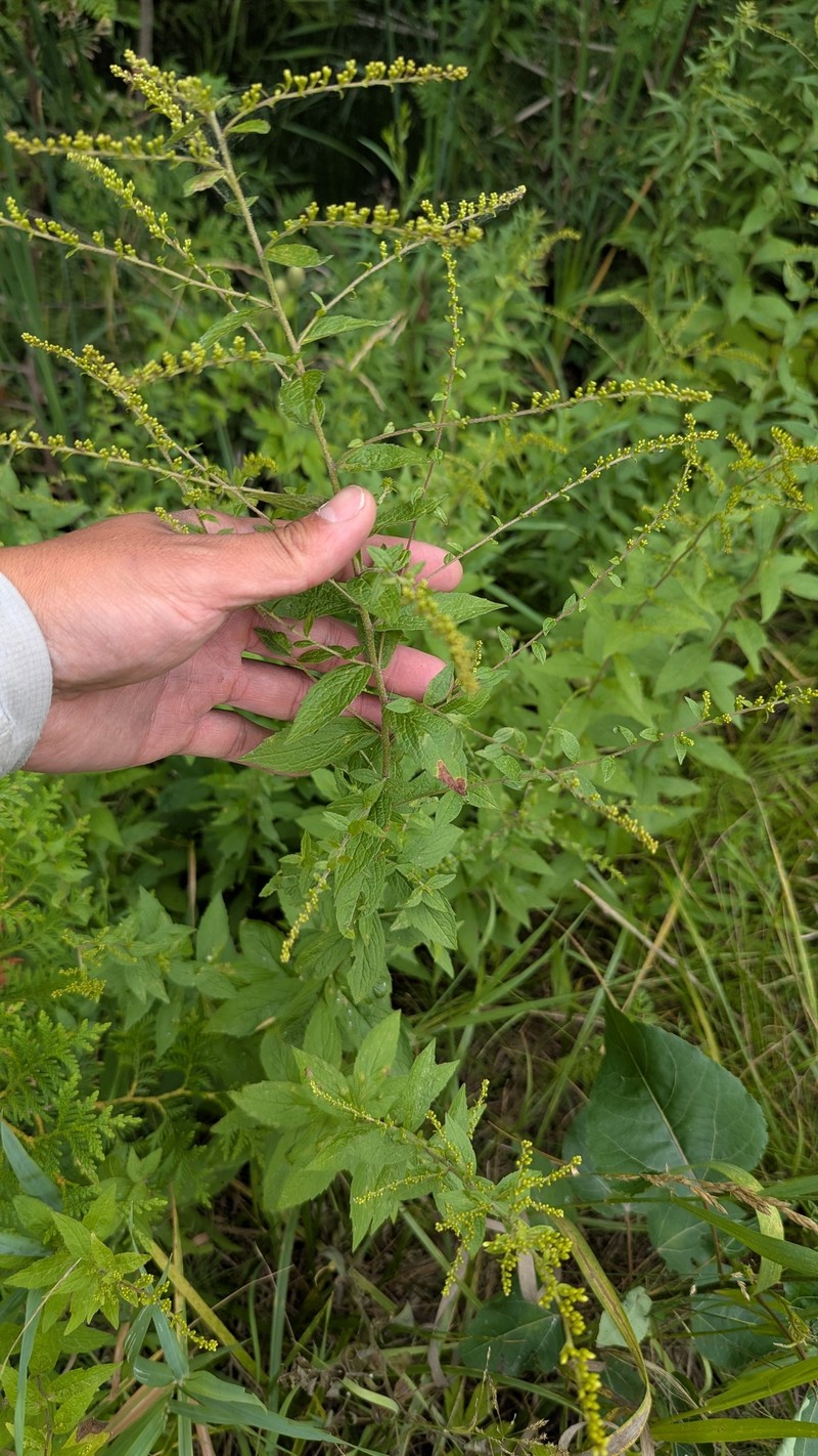 Solidago rugosa var. rugosa photo 3
