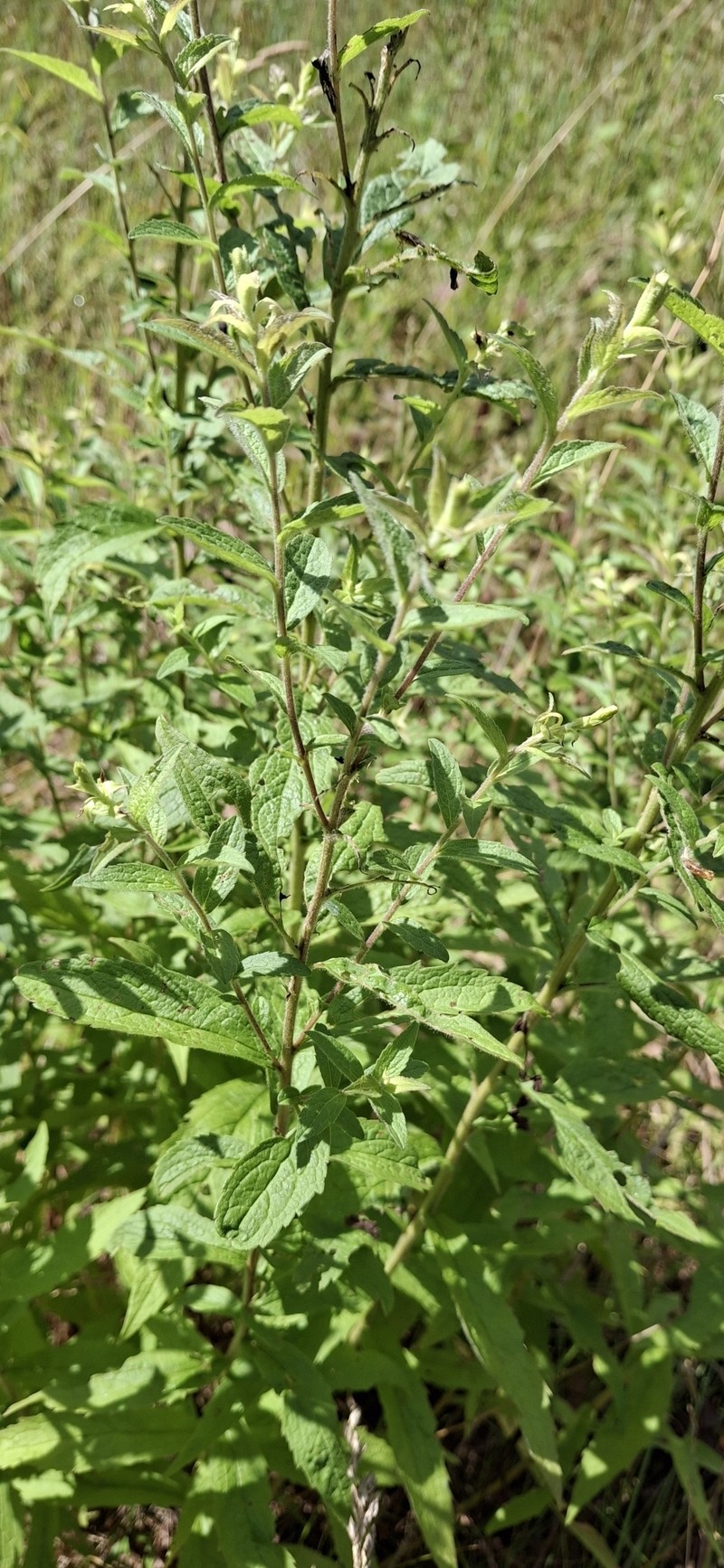 Solidago rugosa var. rugosa photo 4