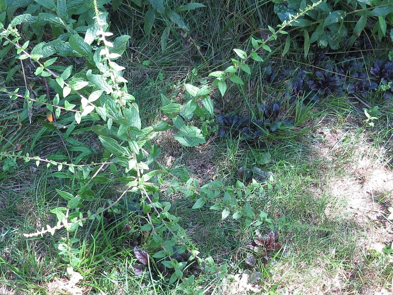 Solidago rugosa var. rugosa photo 5
