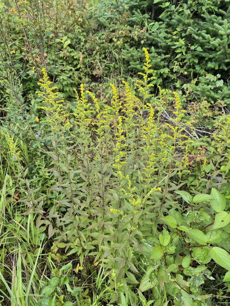Solidago rugosa var. rugosa photo 6