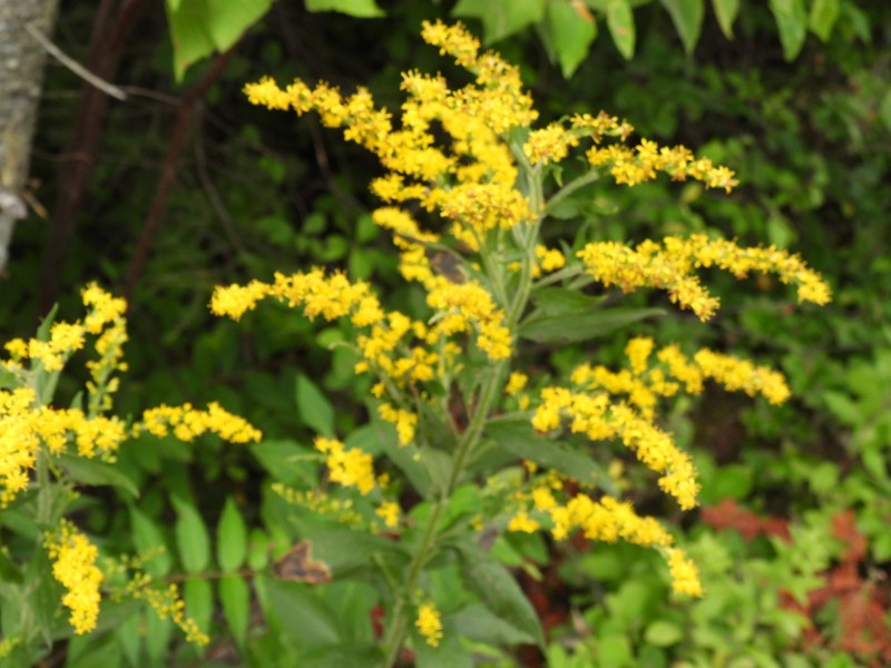 Solidago rugosa var. rugosa photo 8