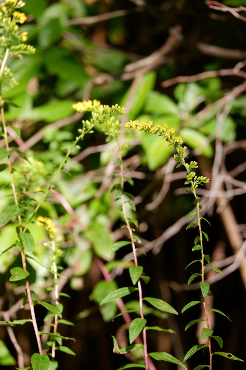 Solidago rugosa var. sphagnophila