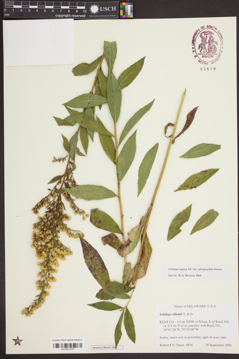 Solidago rugosa var. sphagnophila photo 3