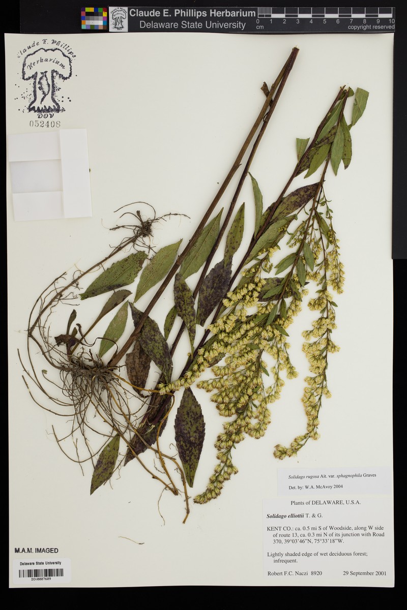 Solidago rugosa var. sphagnophila photo 4