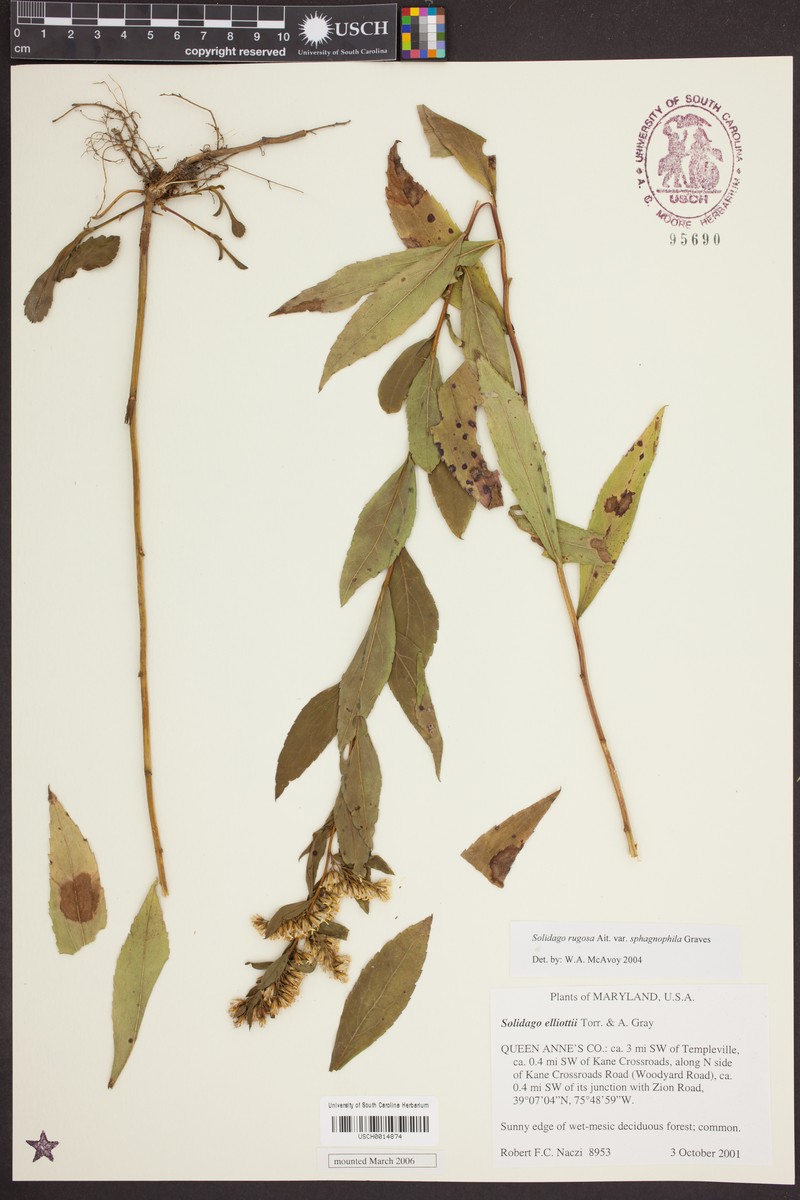 Solidago rugosa var. sphagnophila photo 6