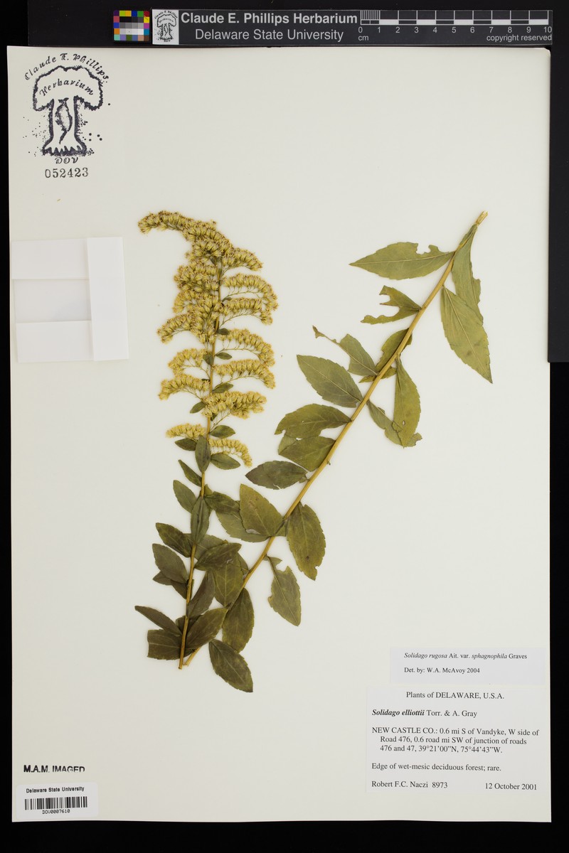 Solidago rugosa var. sphagnophila photo 7