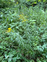 Rock Goldenrod