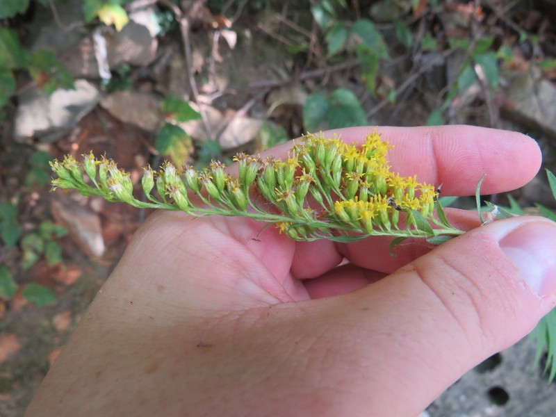 Rock Goldenrod photo 2