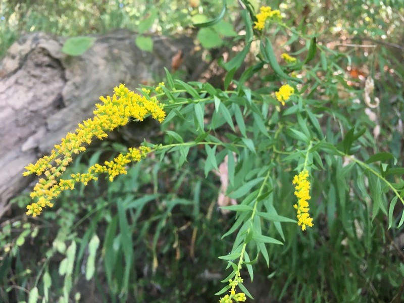 Rock Goldenrod photo 3