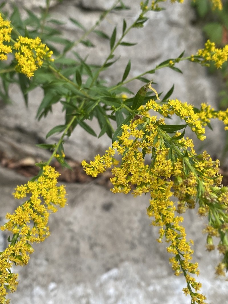 Rock Goldenrod photo 4