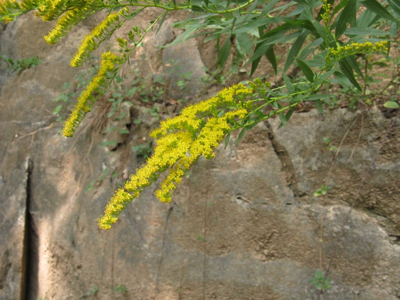 Rock Goldenrod photo 6