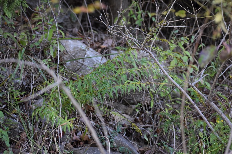 Rock Goldenrod photo 7