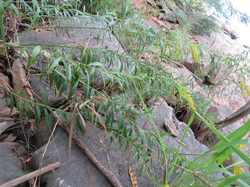Rock Goldenrod photo 8