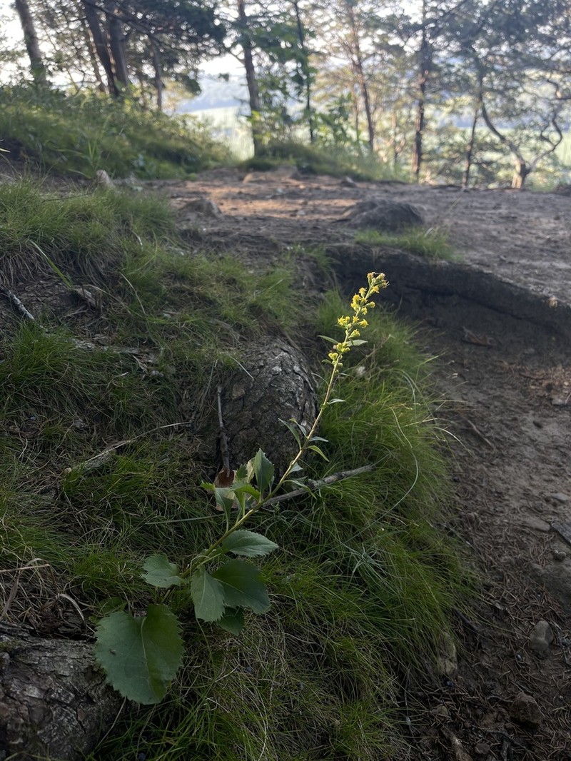 Shadowy Goldenrod photo 2