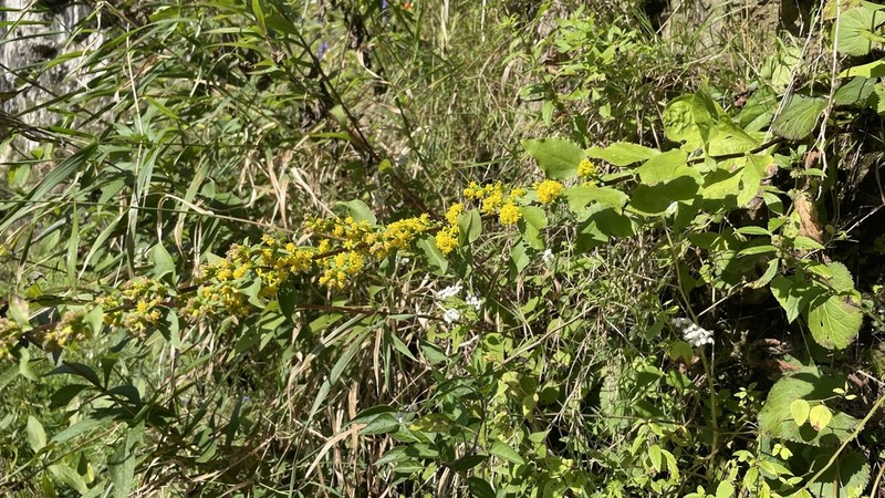 Shadowy Goldenrod photo 3