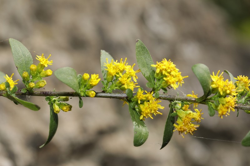 Shadowy Goldenrod photo 4