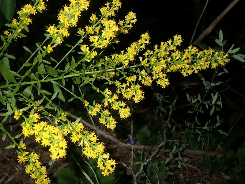 Shadowy Goldenrod photo 6