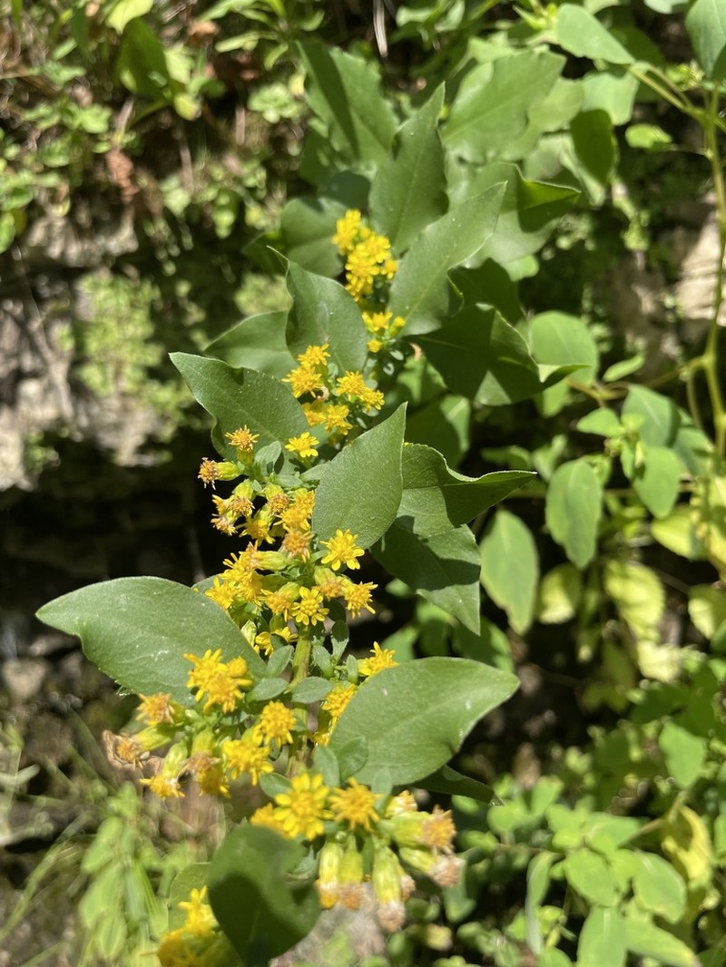 Shadowy Goldenrod photo 7