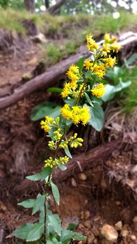 Shadowy Goldenrod