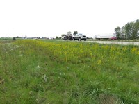 Seaside Goldenrod